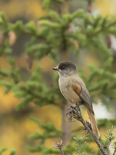 Kuukkeli, Siberian Jay, Perisoreus infaustus